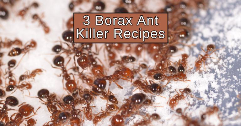 3 Borax Ant Killer Recipes You Can Make At Home